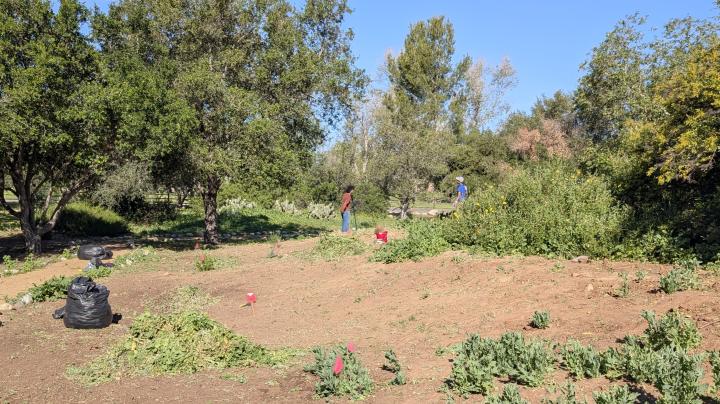 Second Saturday Restoration: Habitat Adventure Trail 1